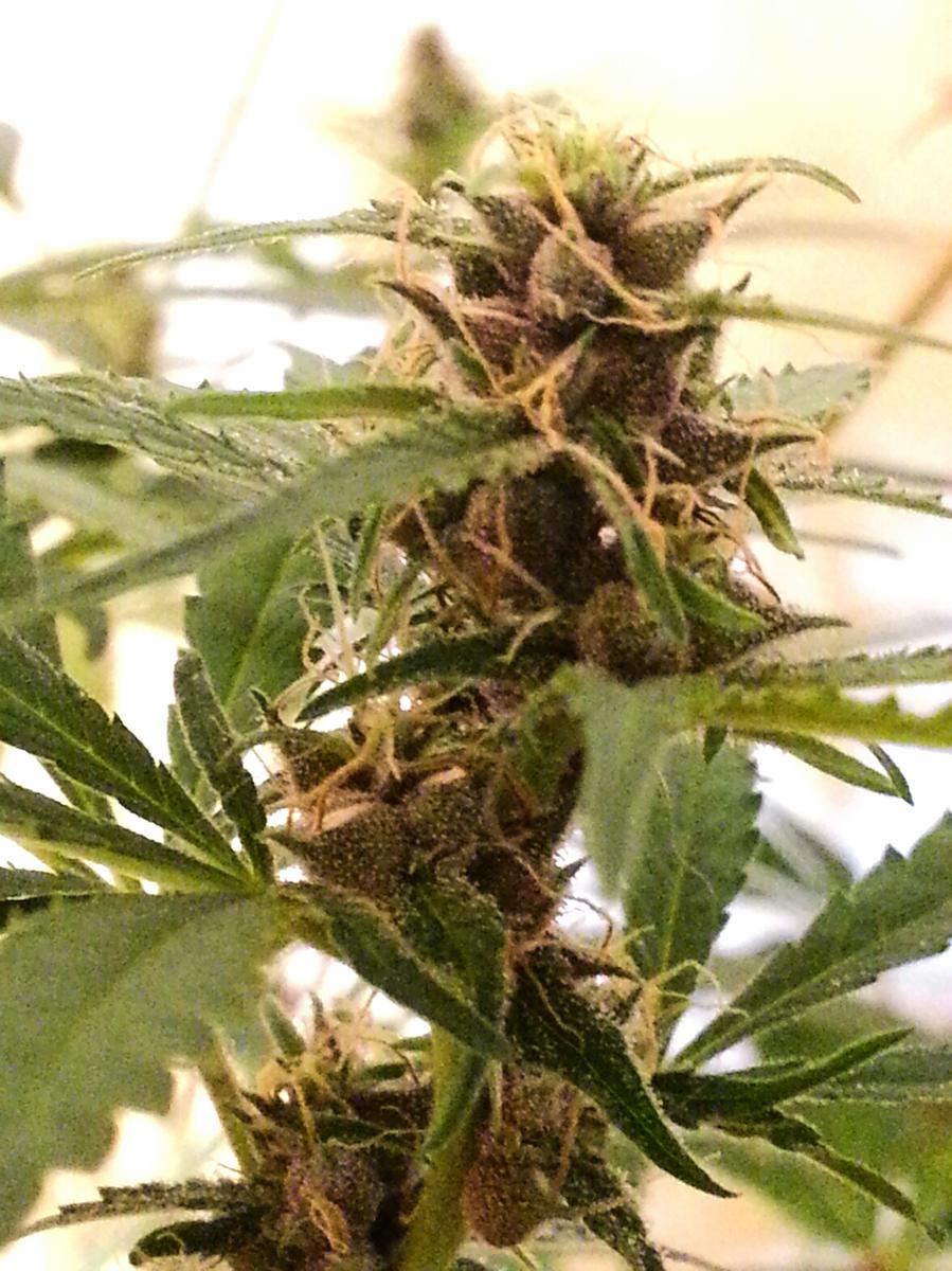 An image of Purple Rain