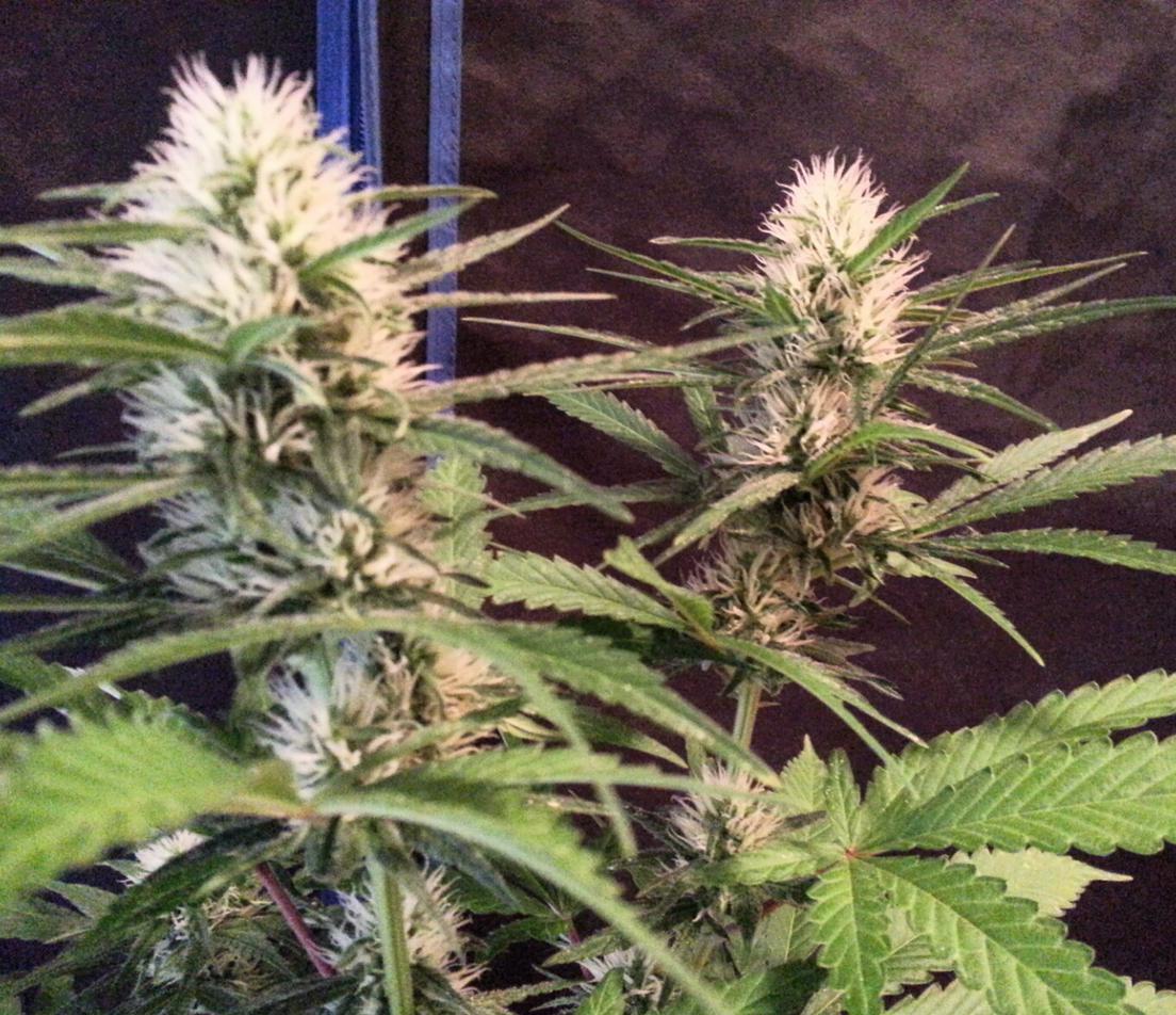An image of Silver Rocket