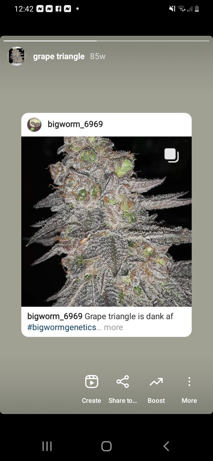 An image of Grape Triangle