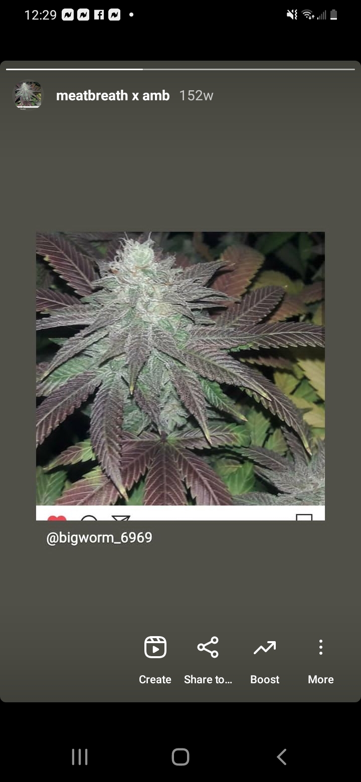 An image of Meatbreath x Ambulance