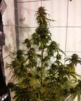 An image of Diablos Kush