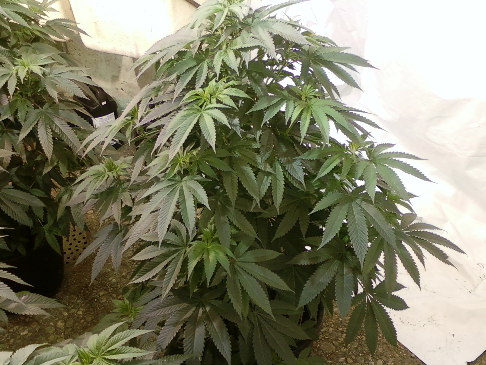 An image of Diablos Pink Kush