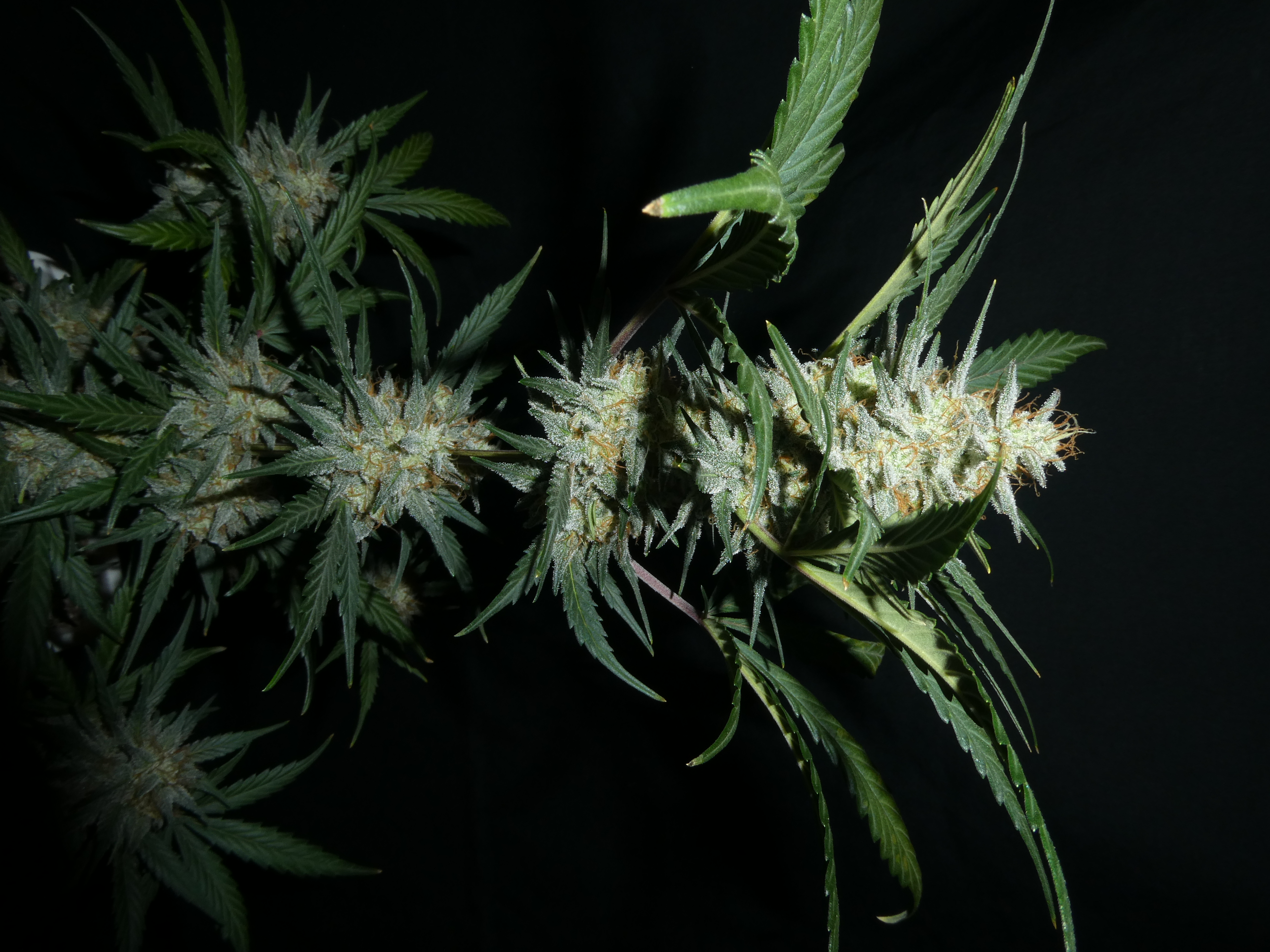 An image of Moon Juice