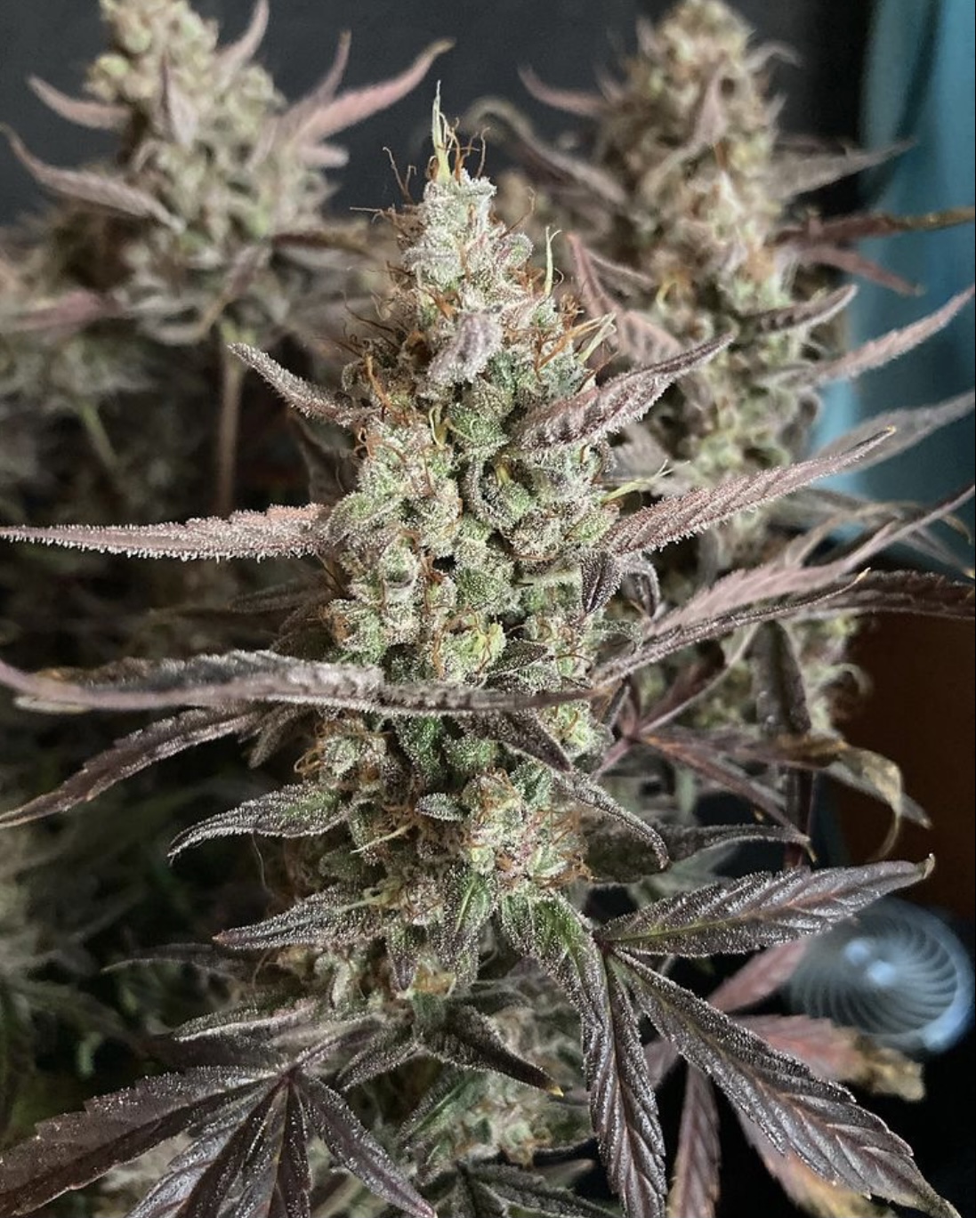 An image of Substance D