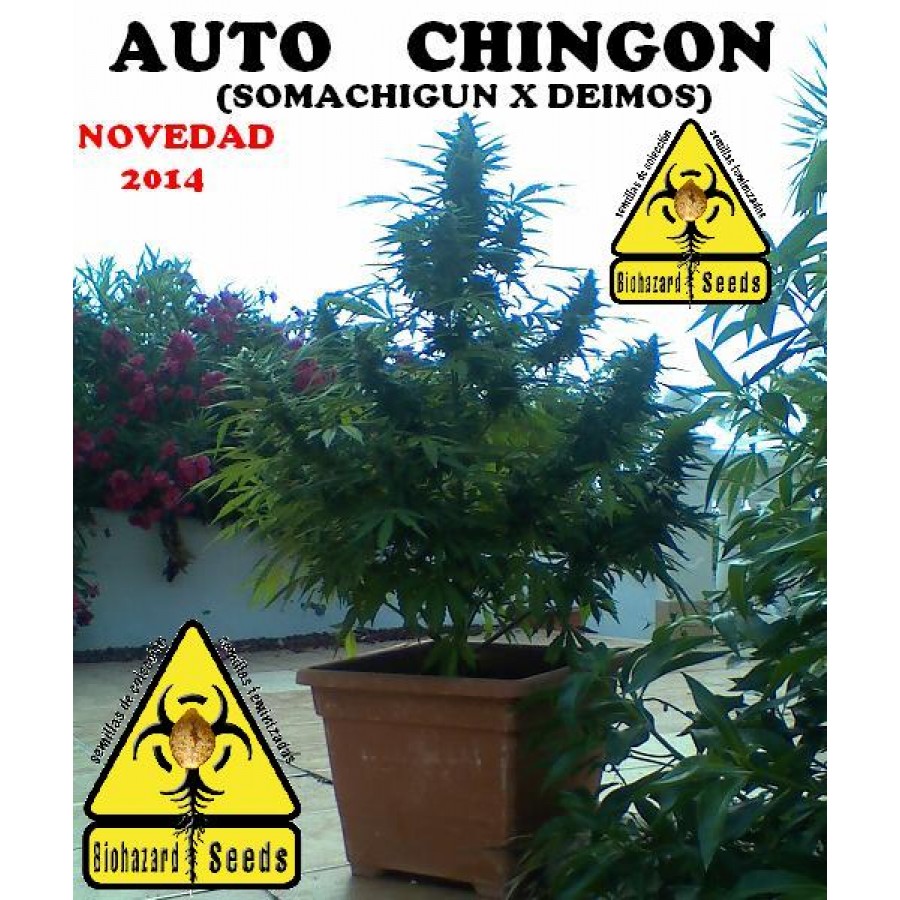 An image of Auto Chingón