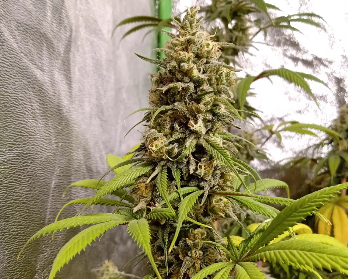 An image of Frosted Breath