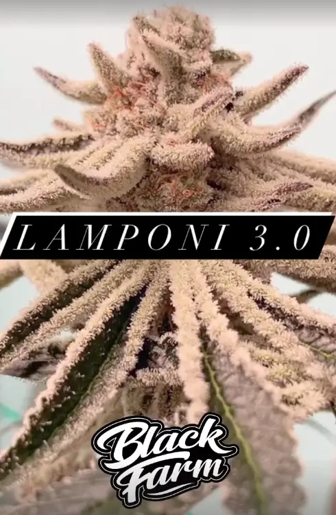 An image of Lamponi 3.0