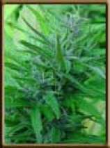 An image of Master Kush