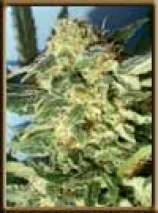 An image of White Widow