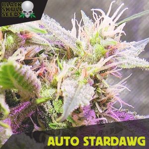 An image of Auto Stardawg