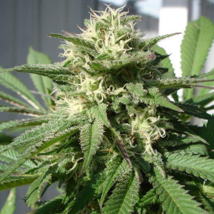 An image of Bubble Bud