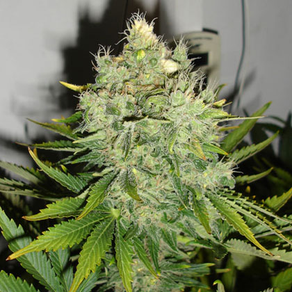 An image of Pepper Jack Haze