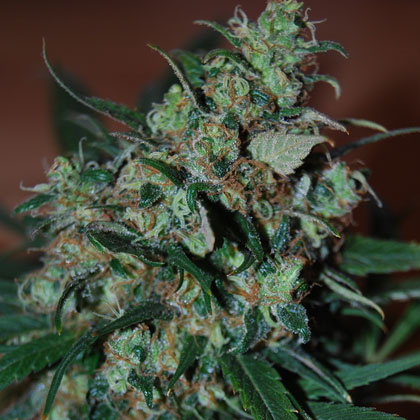 An image of Power Bud
