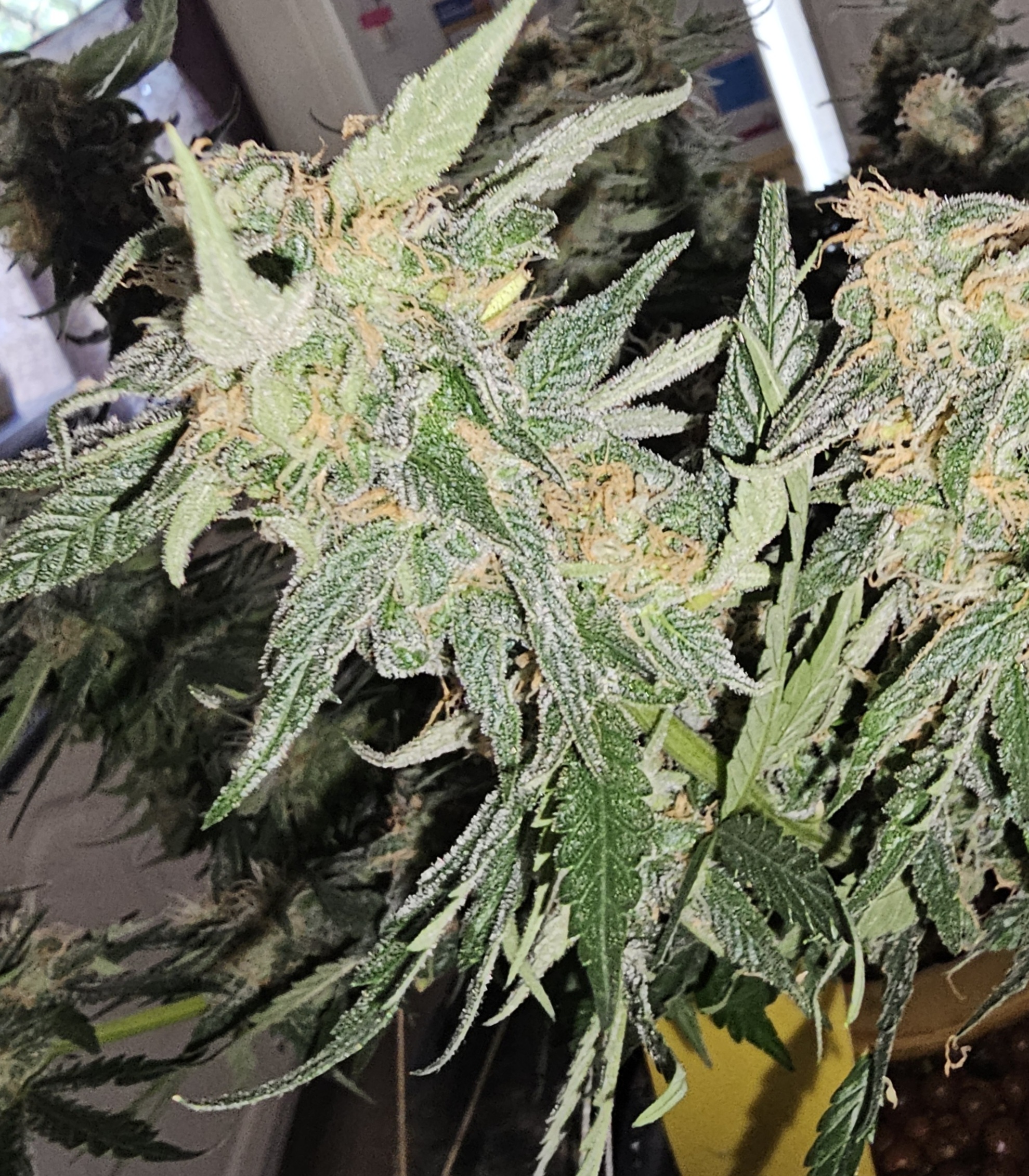An image of Stardawg
