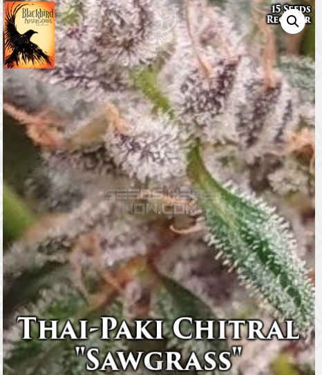 An image of Thai-Paki Chitral - Sawgrass