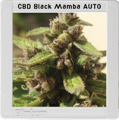 An image of Black Mamba Auto CBD