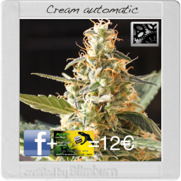 An image of Cream Automatic + Keykard