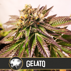 An image of Gelato