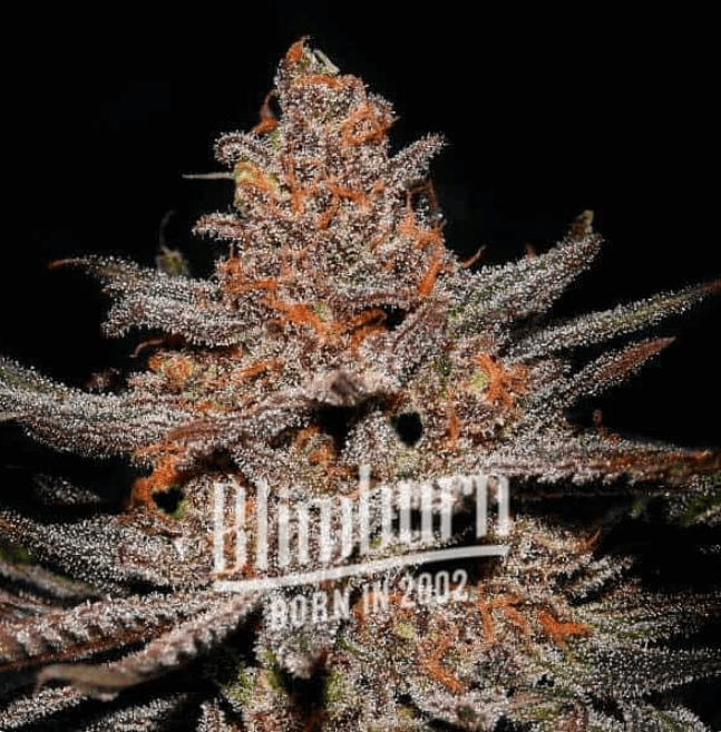 An image of Ghost OG
