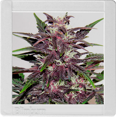 An image of Grizzly Purple Kush