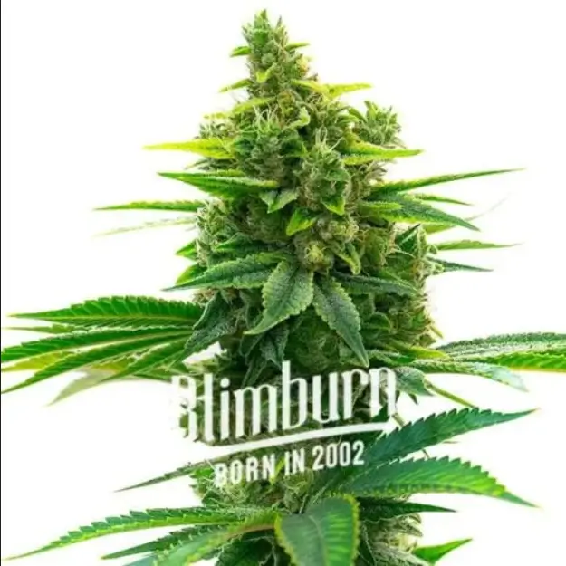 An image of Khalifa Kush