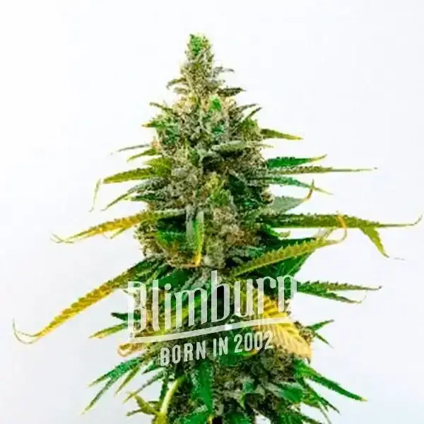An image of Legend OG