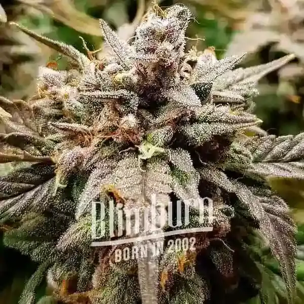 An image of Platinum Bubba