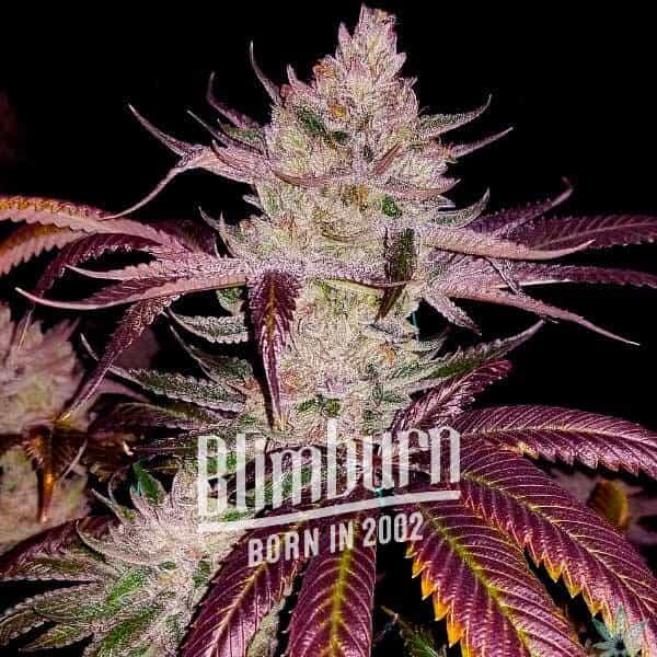 An image of Platinum Cookies