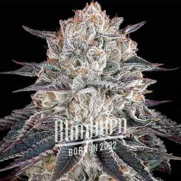 An image of Rainbow Sherbert #11