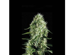 An image of Silversurfer Haze