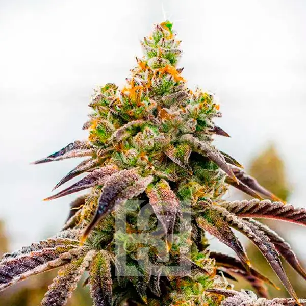 An image of Spritzer Cannabis Extraction