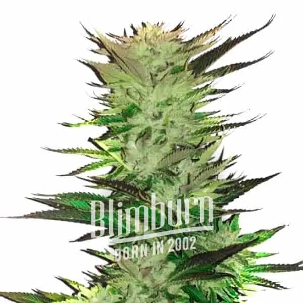 An image of White Fire OG