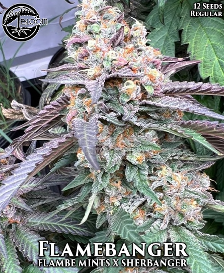 An image of Flamebanger