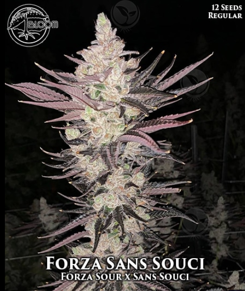 An image of Forza Sans Souci