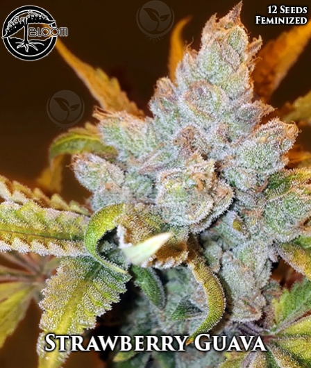 An image of Strawberry Guava