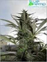 An image of Afghani Wonder