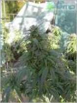 An image of Silverado