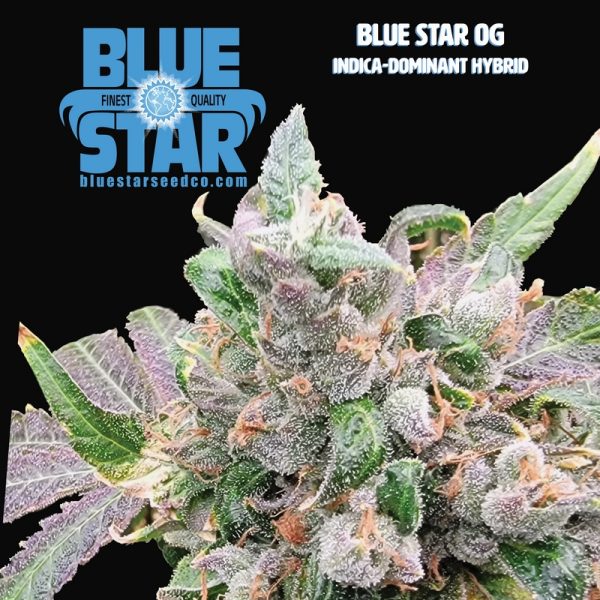 An image of Blue Star OG