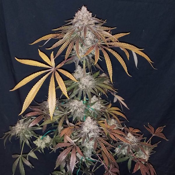 An image of Grape Diesel Kush