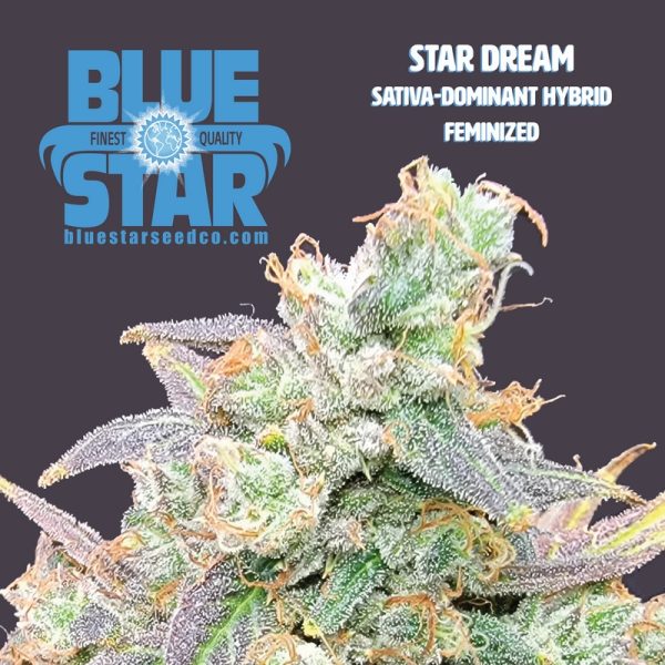 An image of Star Dream