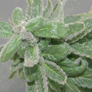 An image of Morphine Blue