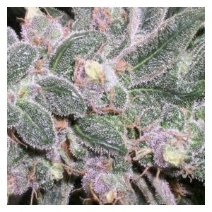 An image of Pumuka Grey