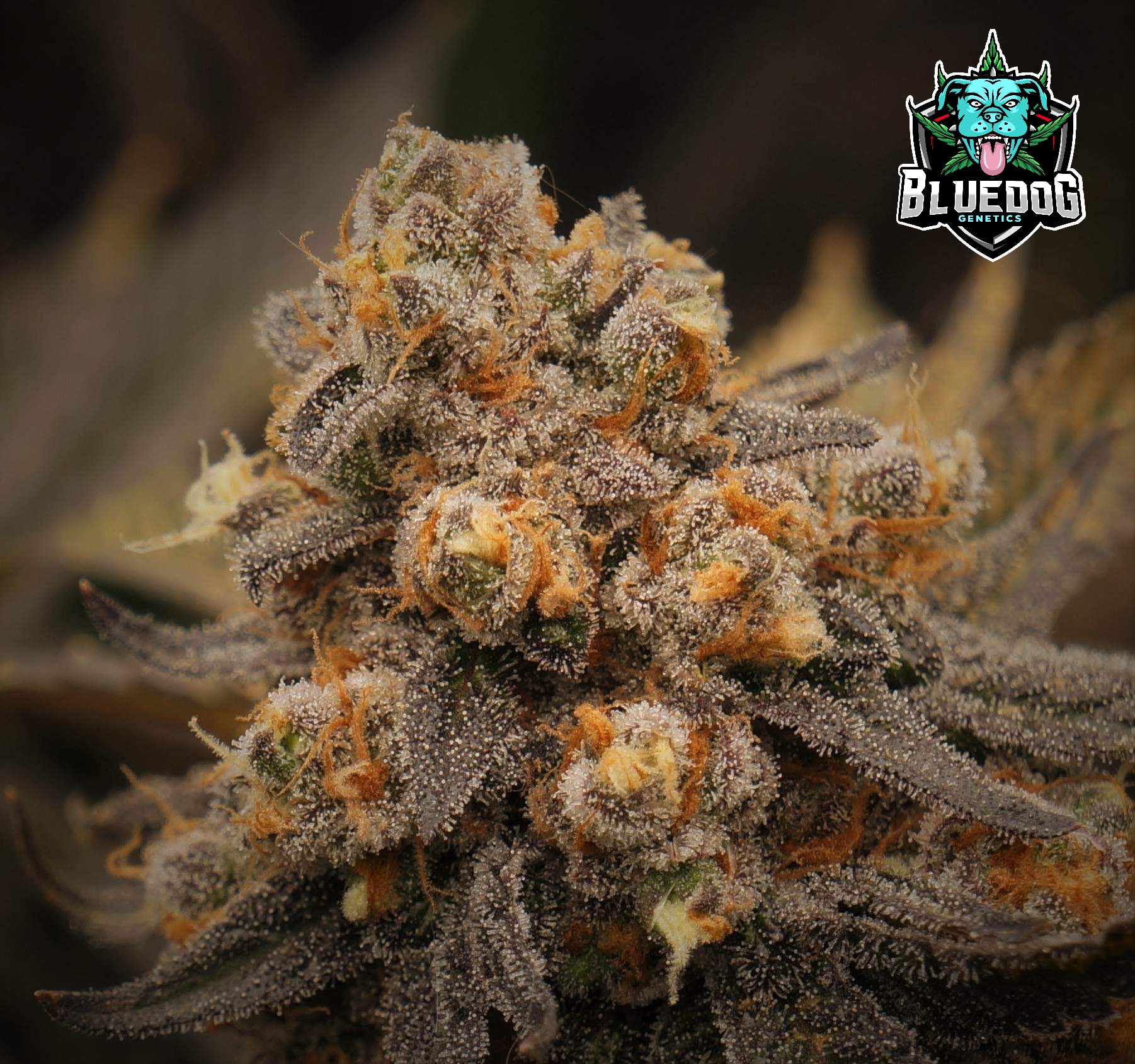 An image of Banana Sherbert