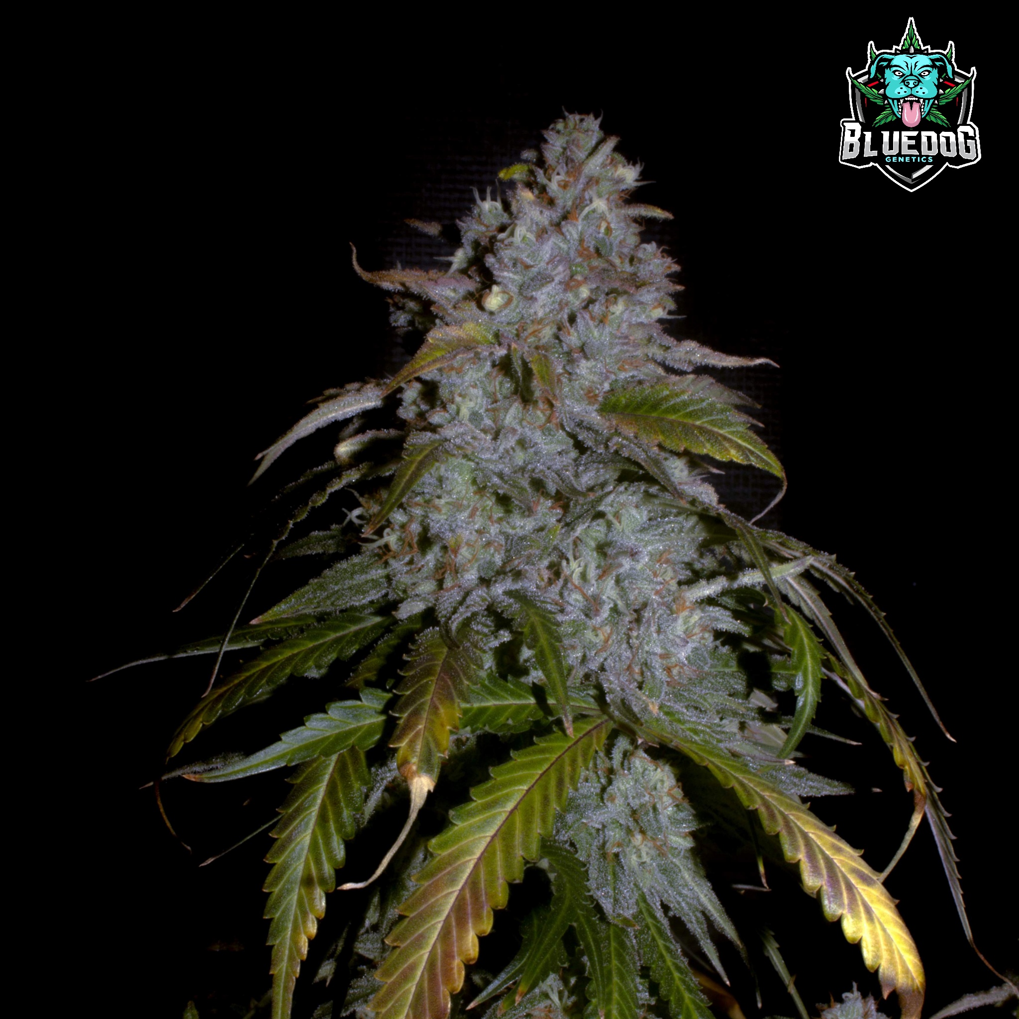 An image of Gelato Auto