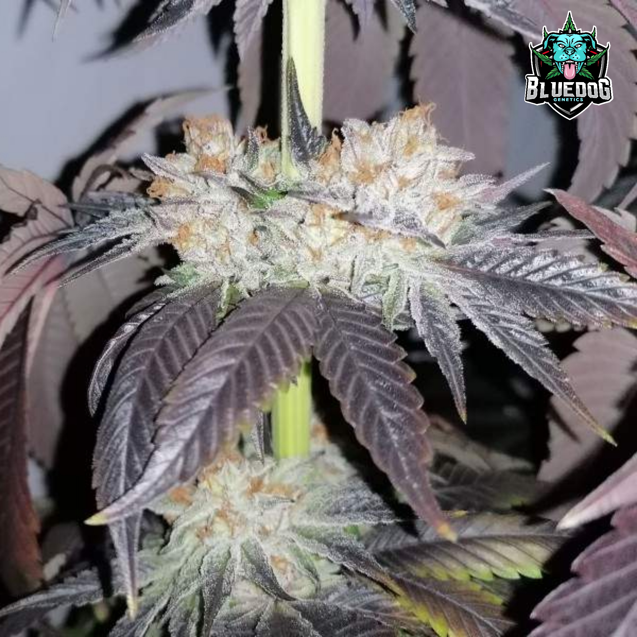 An image of Ghost Train Haze Auto