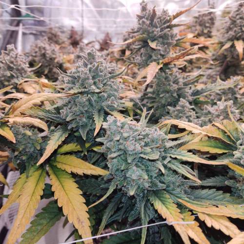 An image of Weed Punch Auto
