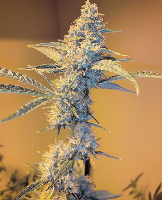 An image of Ghost Tonic