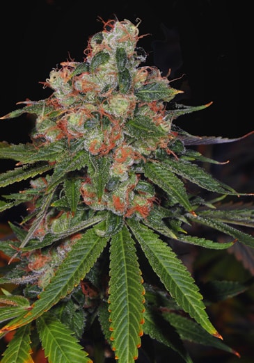 An image of Auto Jamaica