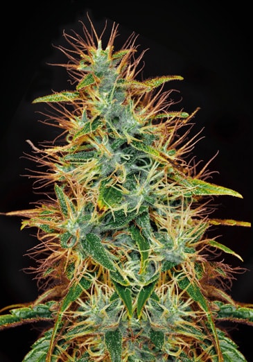 An image of Jamaica Sativa