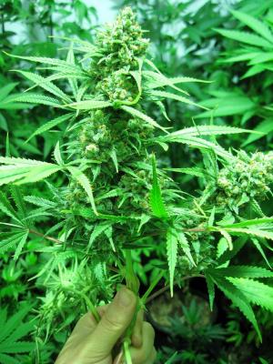 An image of Apollo 11 Genius Pheno